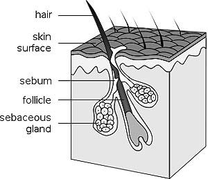 Hair Follicle Hair Follicle