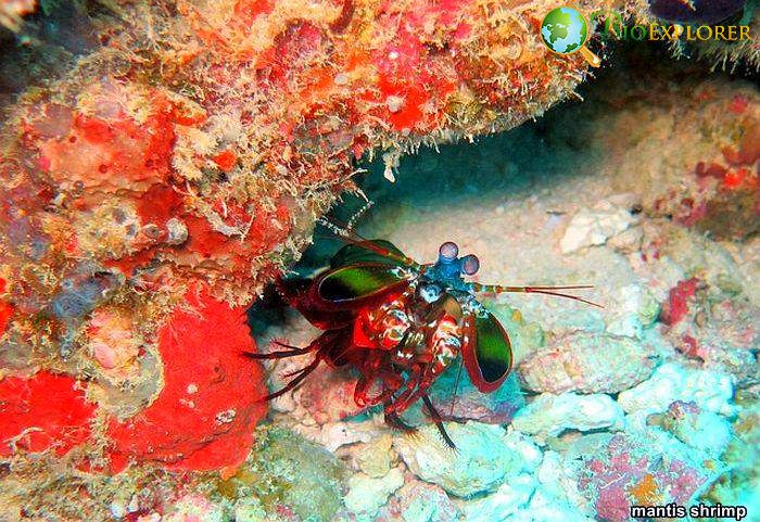 Mantis Shrimp Mantis Shrimp