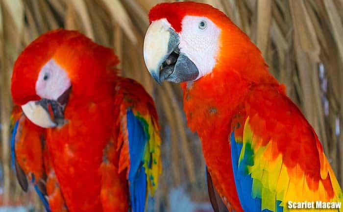 Scarlet Macaw