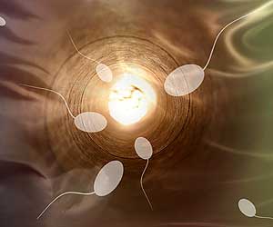 Sperm fertilization Sperm fertilization