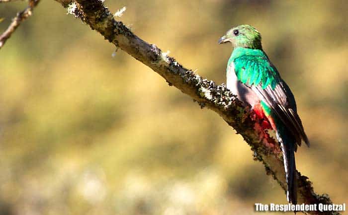 The Resplendent Quetzal