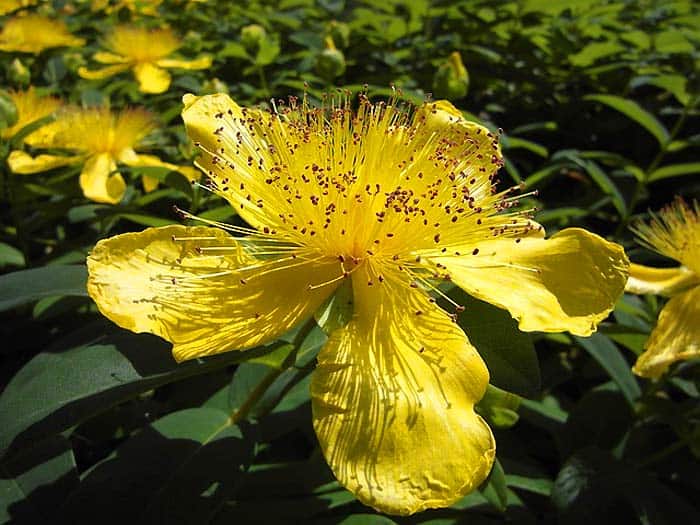 St John's Wort