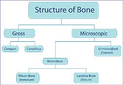 Bone Composition Bone Composition