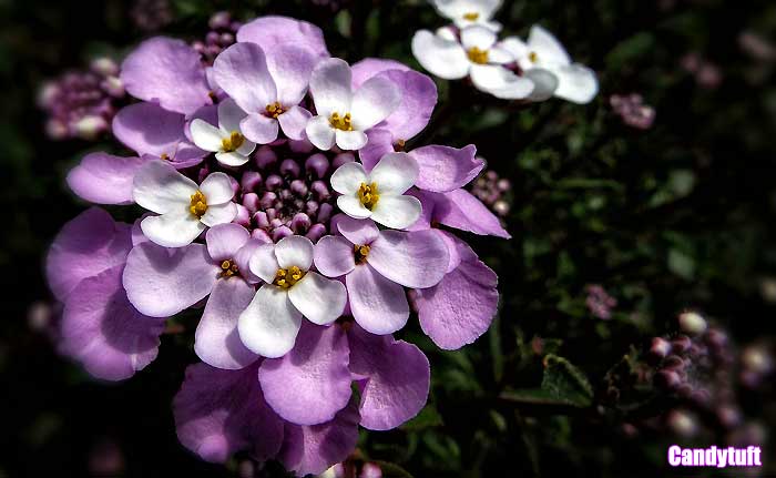 Candytuft Candytuft