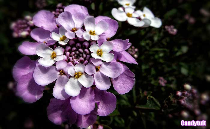 Candytuft