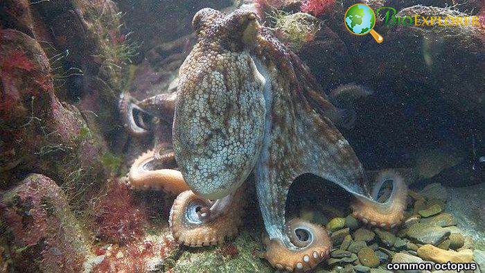 Common Octopus Common Octopus