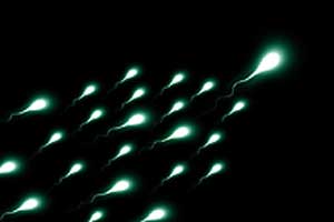 Sperm production Sperm production