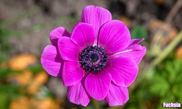 Fuchsia Fuchsia