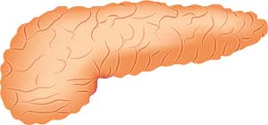 Pancreas Pancreas