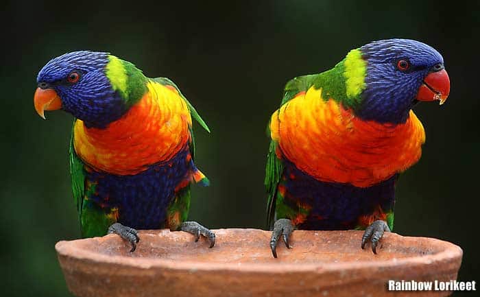 Rainbow Lorikeet