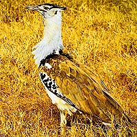 Bustards