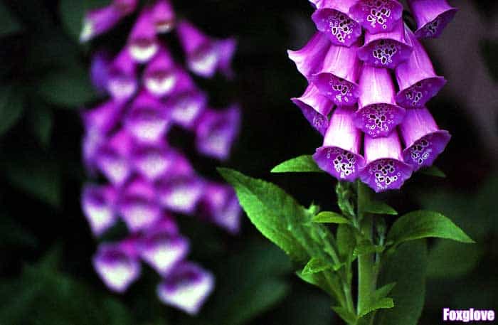 Foxglove Foxglove