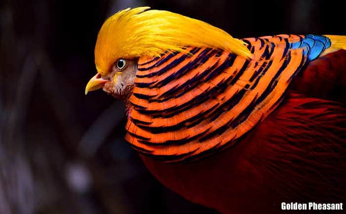 Golden Pheasant