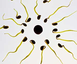 Ovulation Ovulation