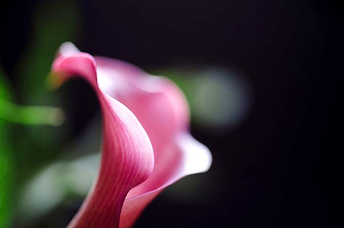 Calla Lily