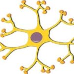 Top 38 Fun Facts About The Nervous System | Best Brain Fun Facts