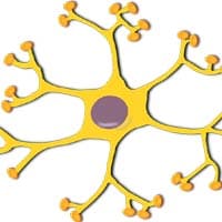 Receptor Neurons Receptor Neurons