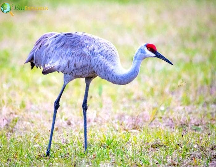 Sandhill Crane Sandhill Crane