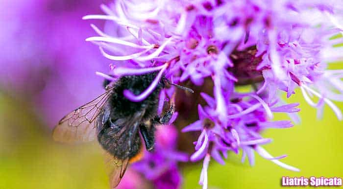 Liatris spicata Liatris spicata