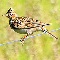 Types of Birds, 40 Different Kinds of Birds