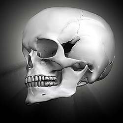 Skull Bone Skull Bone
