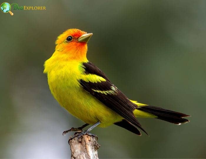 Western Tanager Western Tanager
