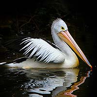 Pelicans