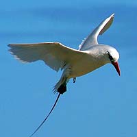 Tropicbirds