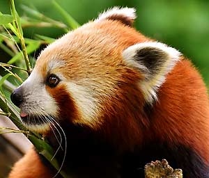31 Fun Facts About Pandas (#20th Fact Is Very Intriguing)