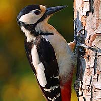 Woodpeckers