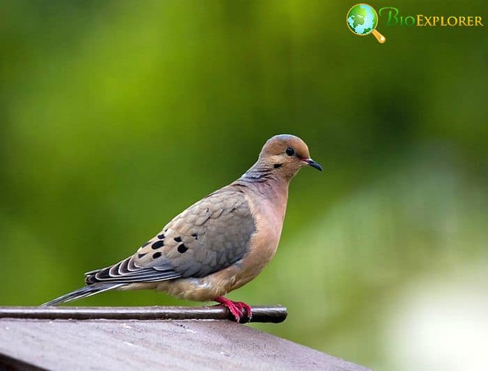 Mourning Dove (North American Bird) Mourning Dove (North American Bird)