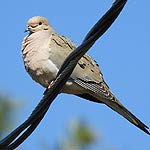 Mourning Dove Spot In Massachusetts Mourning Dove Spot In Massachusetts
