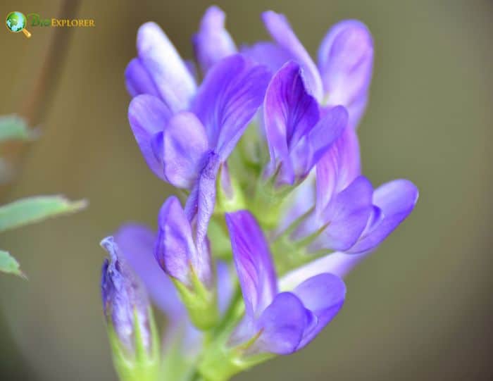 Alfalfa Flower | Medicago Sativa | Lucerne Hay | Fun Facts