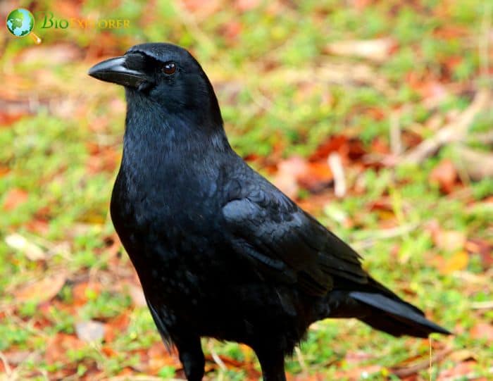 3 American Crow Funerals Wakes 3 American Crow Funerals Wakes