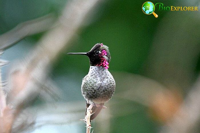 Anna's Hummingbird (Oregon Bird) Anna's Hummingbird (Oregon Bird)