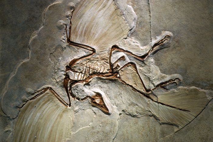 Archeopteryx Fossils