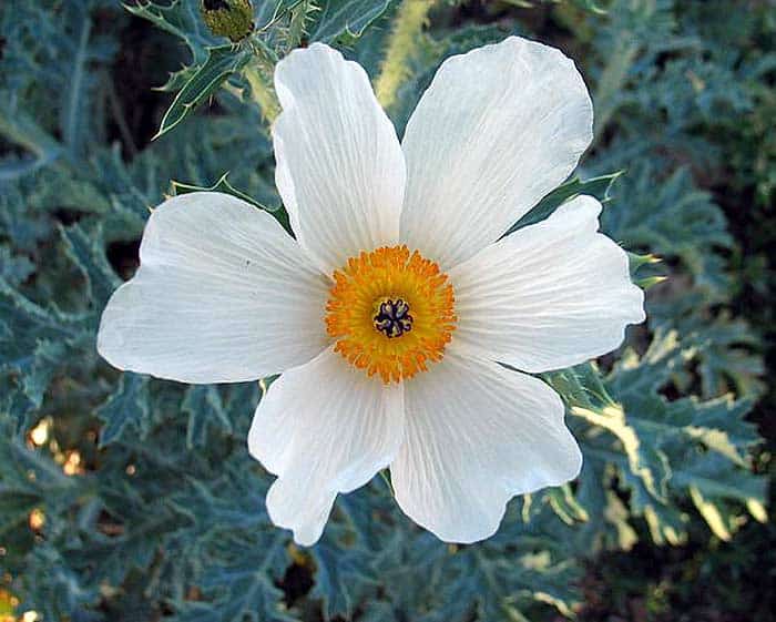 Argemone glauca Argemone glauca