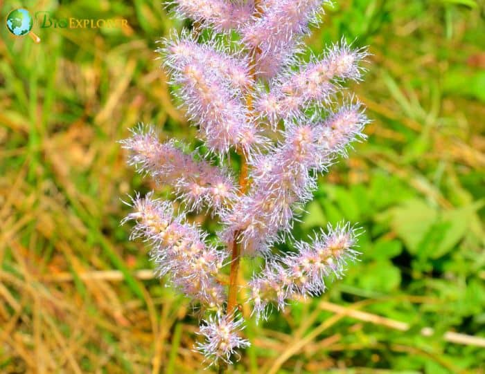 Astilbe chinensis