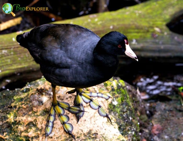 Black Scoter Courtship