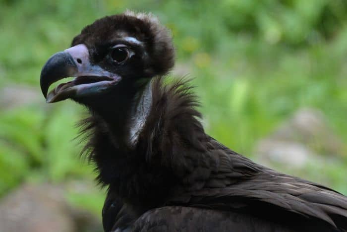Black Vultures Environments Greatest Friend Black Vultures Environments Greatest Friend