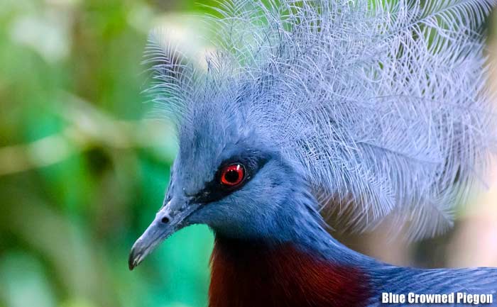 Blue Crowned Pigeon