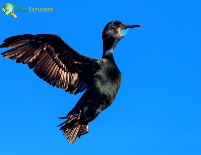 Brandt's Cormorant Loves Silence Brandt's Cormorant Loves Silence