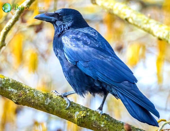 Carrion Crows Anting Carrion Crows Anting