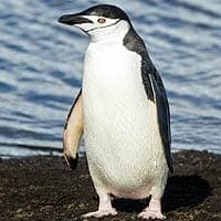 Chinstrap Penguin Chinstrap Penguin