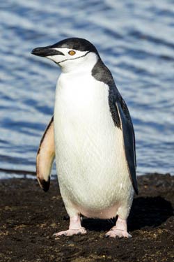 Chinstrap Penguin Chinstrap Penguin