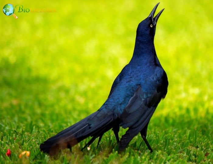 Common Grackles Have Hard Keels Common Grackles Have Hard Keels