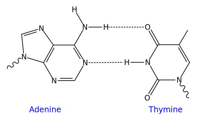 DNA Base Pairing DNA Base Pairing