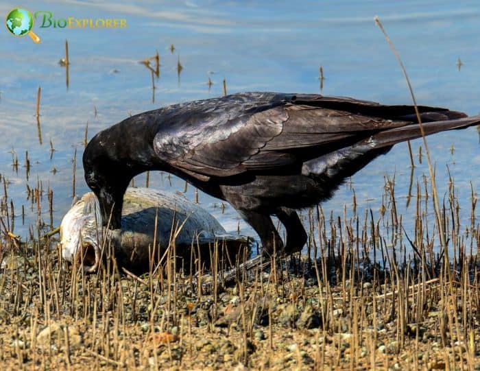 Fish Crow Feeding Habits Fish Crow Feeding Habits