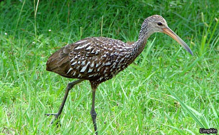 Florida Limpkin Florida Limpkin