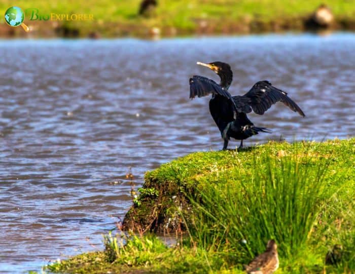 Great Cormorants comb their feathers Great Cormorants comb their feathers